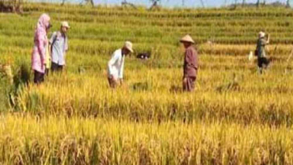 Dampak Krisis Pangan bagi Kehidupan Sosial: Ancaman terhadap Stabilitas dan Solidaritas