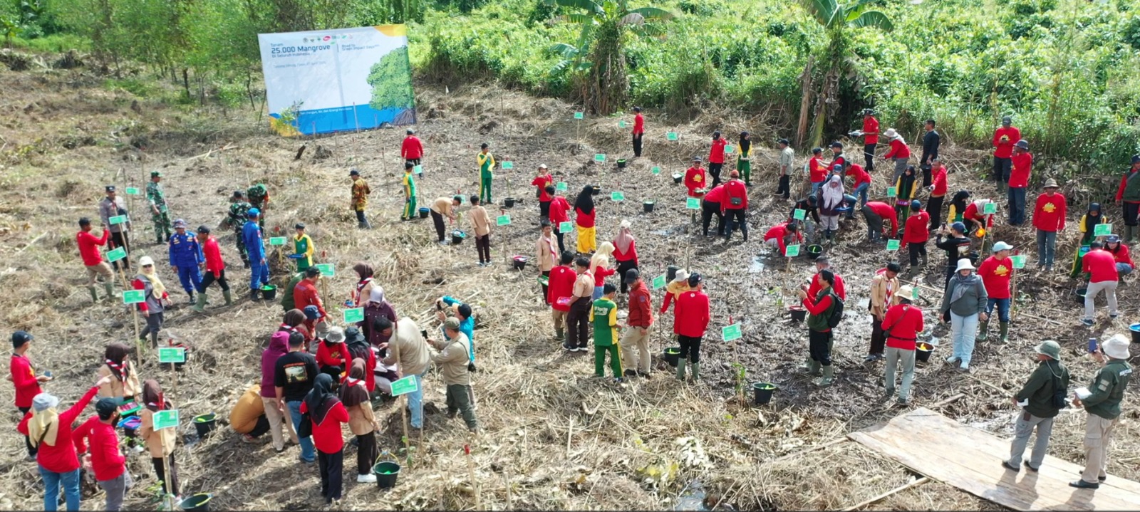 Mitigasi Perubahan Iklim, Penanaman Mangrove Serentak di Seluruh Indonesia