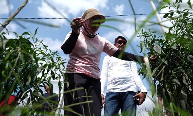 PJ Bupati Muaro Jambi Bachyuni Ungkap Rasa Kagumnya Terhadap Sektor Pertanian Cabe