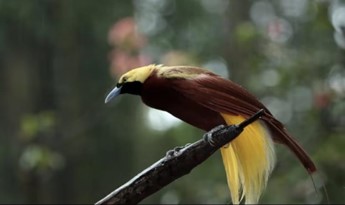 Mempunyai Makna Khusus, Berikut Fakta Burung Cendrawasih!