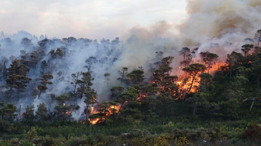 5 Hektar Lahan Gambut Terbakar , Petugas Butuh Waktu 3 Hari  Padamkan Api 