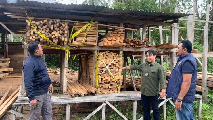Peredaran Kayu Ilegal Terbongkar, Ratusan Batang Diamankan di Maluku