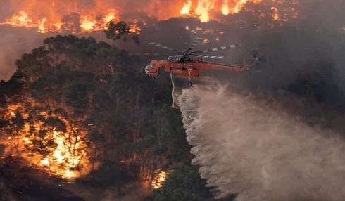 Dampak Kebarakan Hutan, Krisis Global yang Mengancam Kehidupan di Bumi