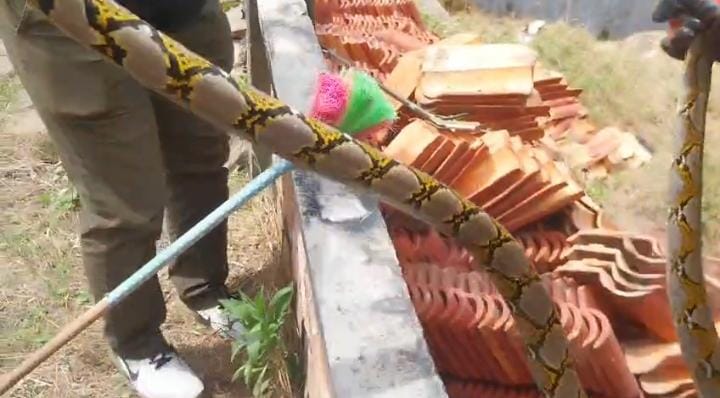 Damkar Evakuasi Ular Sanca 2 Meter Di Talang Bakung