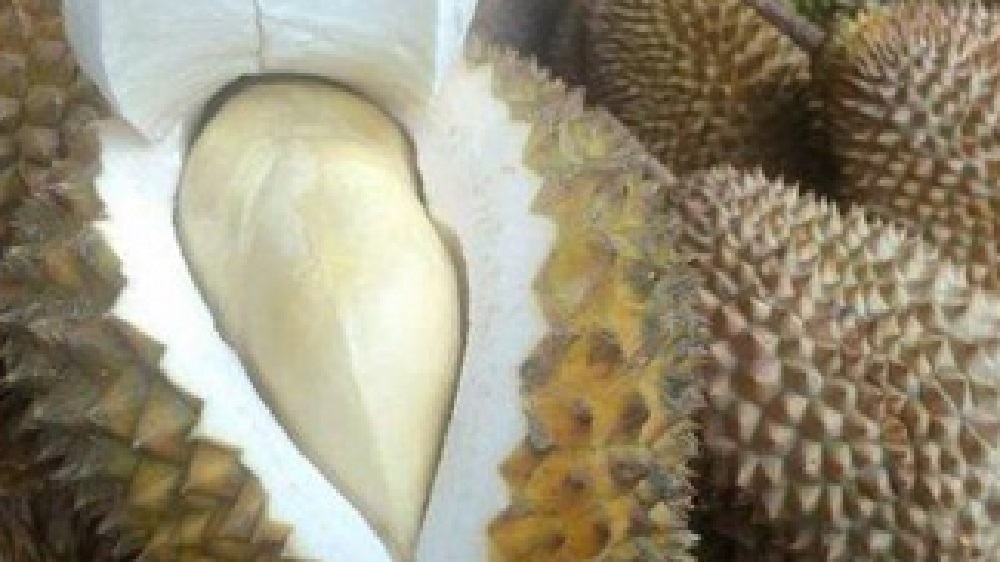 5 Cara Menentukan Durian Matang dan Lezaat!!