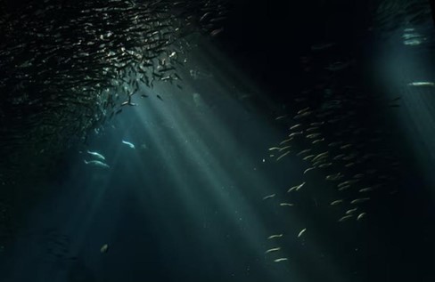 10 Fakta Menarik Tentang Manfaat Ikan Gabus Bagi Kesehatan