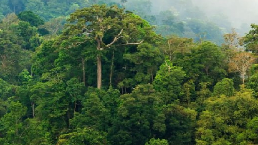  Hutan sebagai Paru-paru Bumi, Manfaat Hutan bagi Kehidupan