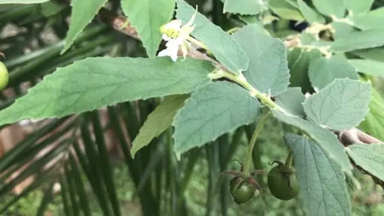 Daun Kersen untuk Gula Darah Herbal Alami yang Jarang Diketahui