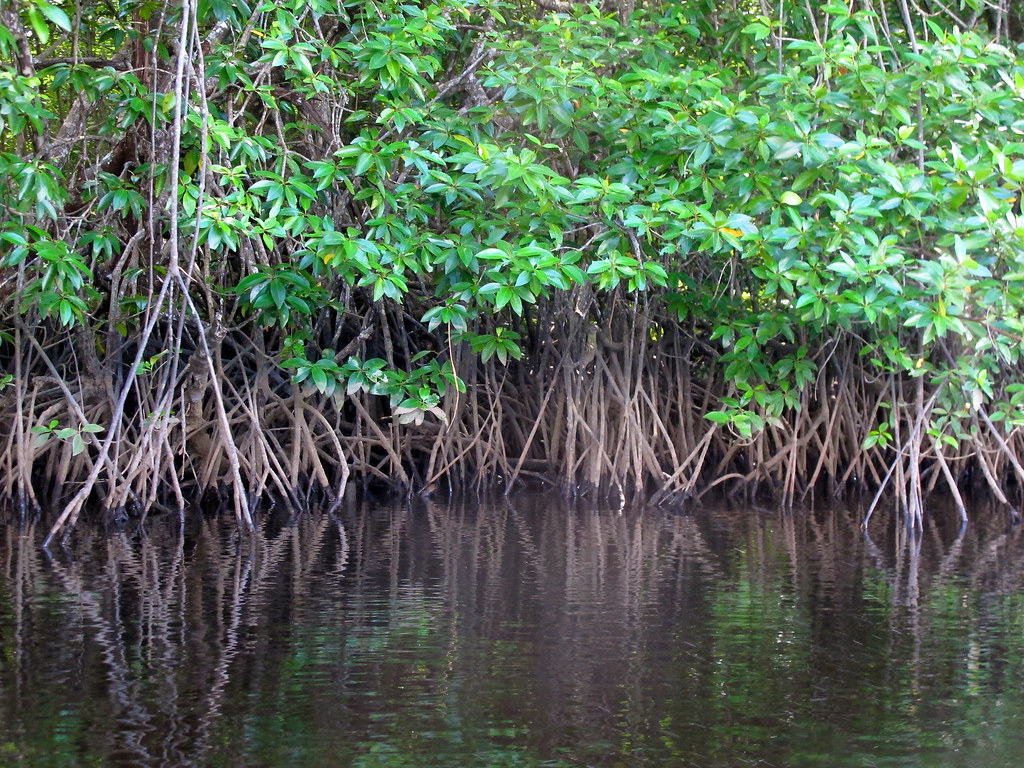 Hutan Mangrove, Ekosistem Hutan yang Mampu Mengurangi Dampak Perubahan Iklim 