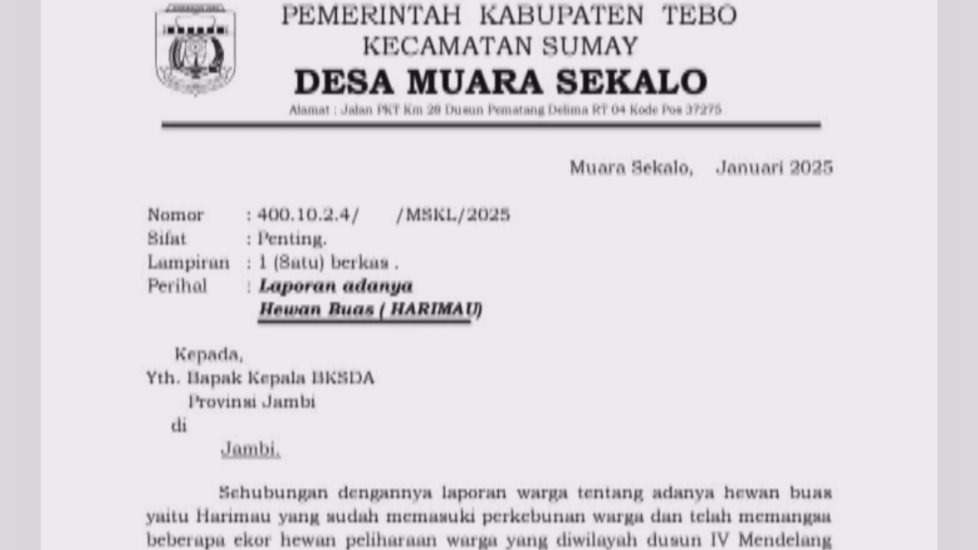 Warga Muara Sekalo Resah Kemunculan Si Raja Hutan