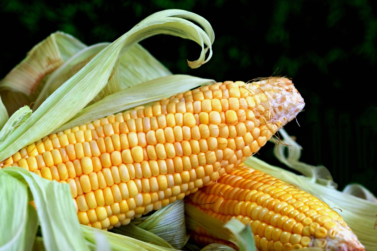 Pemerintahan Prabowo Siapkan Rp5 Triliun untuk Serap 1 Juta Ton Jagung Petani
