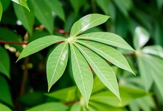 Daun Singkong, Kaya Akan Zat Besi dan Baik Bagi Kesehatan