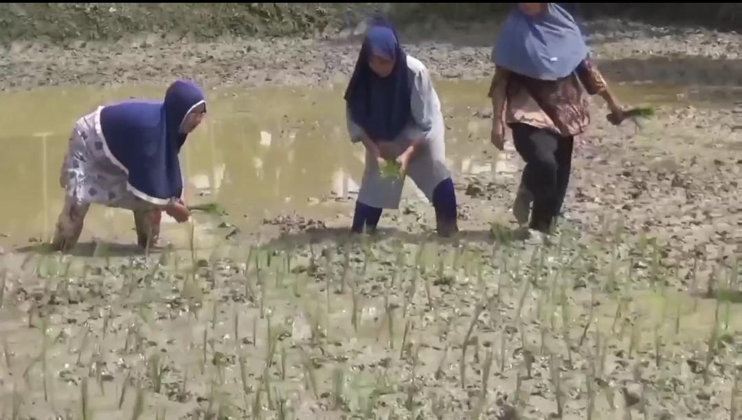 43 BRIGADE PANGAN DI JAMBI TELAH BERPROGRES