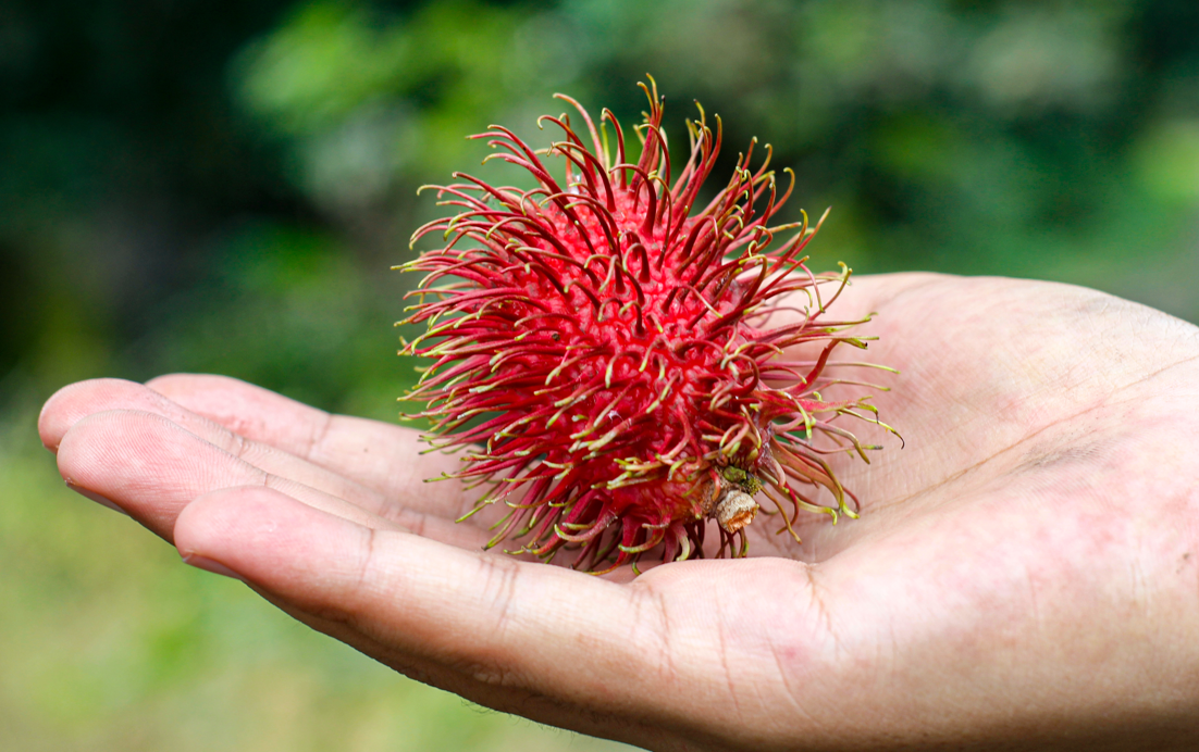 10 Manfaat Buah Rambutan untuk Kesehatan, Salah Satunya Bagus untuk Kulit