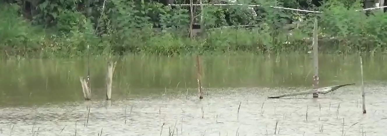 Air Masih Tinggi Petani Pulau Kayu Aro Tunda Tanam Padi 