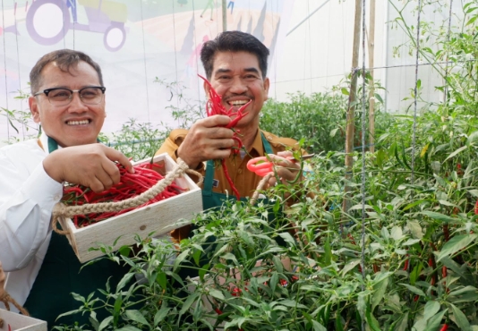 Replikasi Infratani Dalam Kegiatan Panen Perdana Cabai Merah di Muaro Jambi 