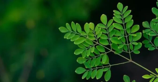 Rasanya Mirip Matcha, Ini 5 Manfaat Daun Kelor untuk Kesehatan yang Wajib Kamu Tahu!