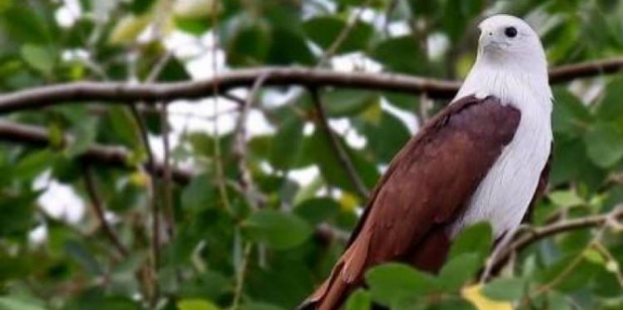 Upaya Konservasi: Selamatkan Burung Langka dari Kepunahan