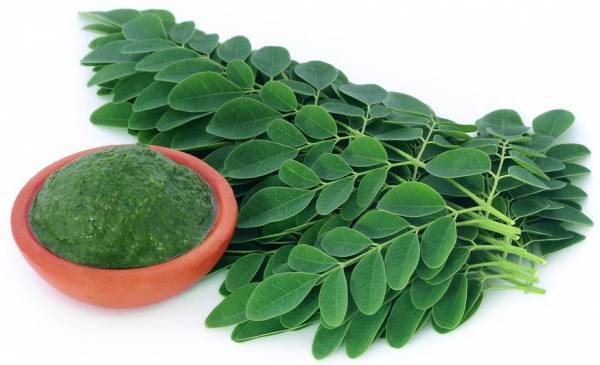 Daun Kelor Kaya Nutrisi, Ini Beragam Manfaatnya bagi Kesehatan