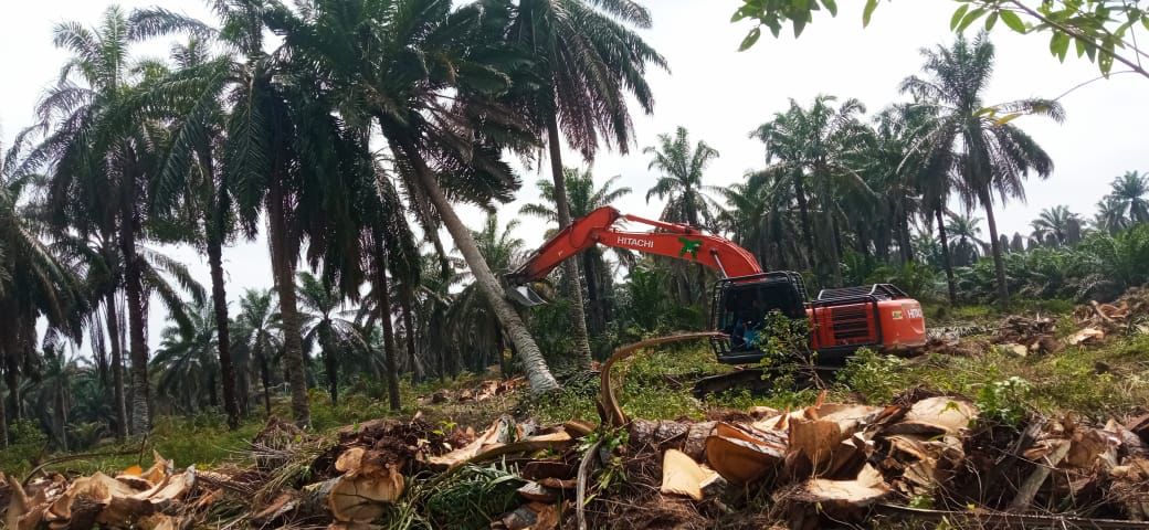 Kebun Plasma PTPN IV Regional 4 di Sungai Bahar Capai 22.000 Hektar