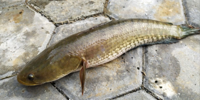 Ikan Gabus, Sumber Protein Tinggi dengan Segudang Manfaat