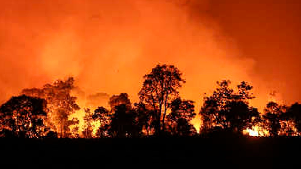 Bahaya dan Dampak Kebakaran Hasil Pangan