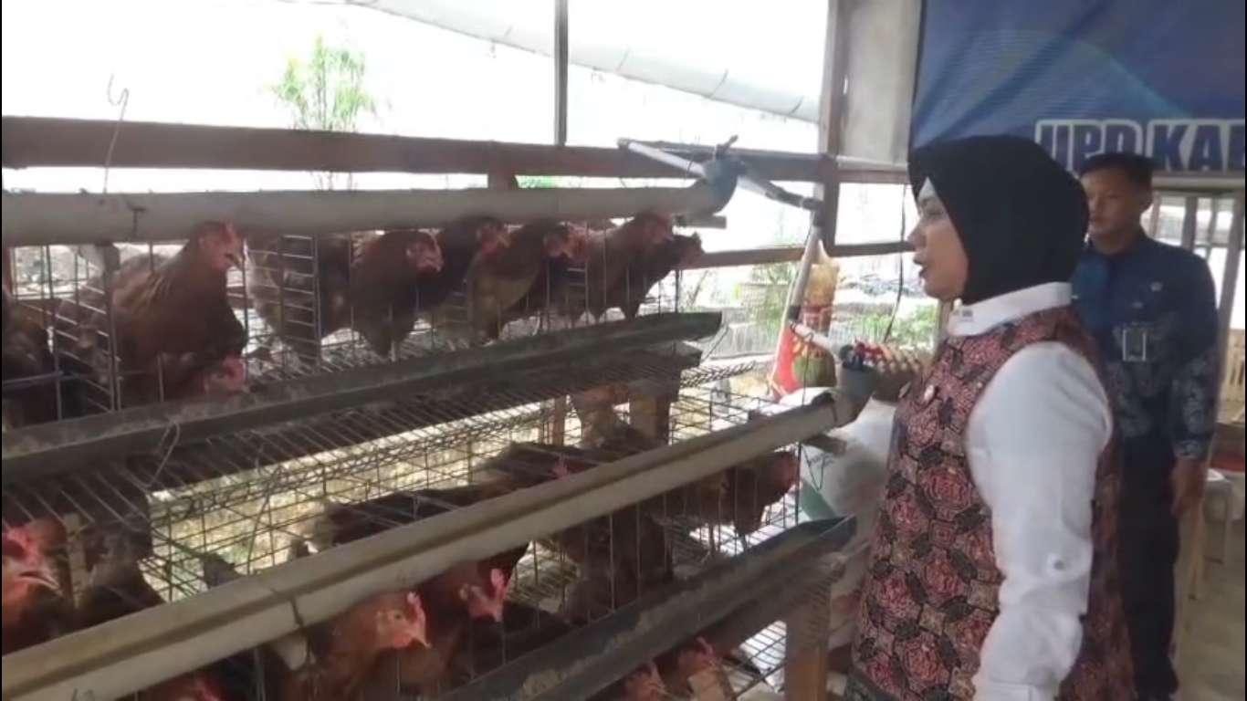 Manfaatkan Lahan Kosong, Warga Binaan Kembangkan Peternakan Ayam