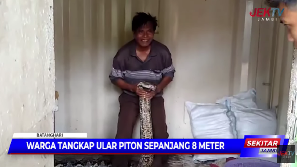 Warga Tangkap Ular Piton Sepanjang 8 Meter