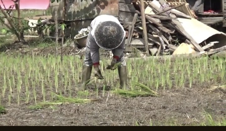 Petani Padi Keluhkan Minimnya Bantuan Pemerintah