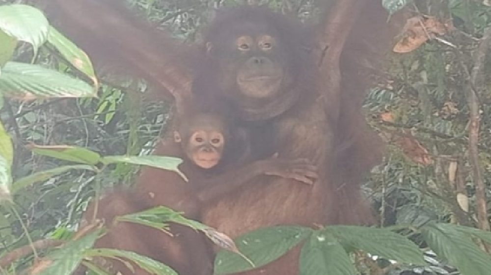 2 Bayi Orang Utan Kalimantan di TN Betung Kerihun Tumbuh Sehat