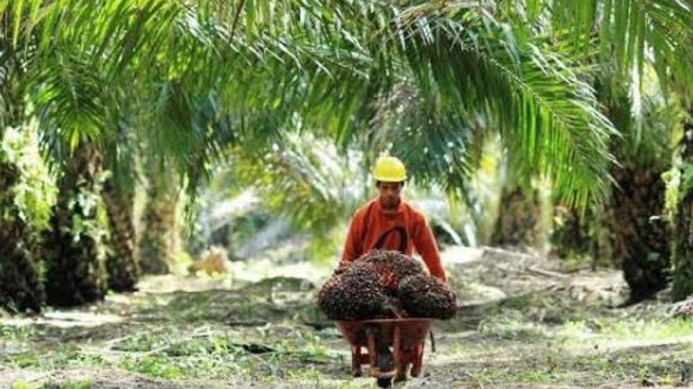 Alih Fungsi Lahan dari Karet ke Sawit, Setiap Tahunnya di Batanghari Terus Alami Penurunan