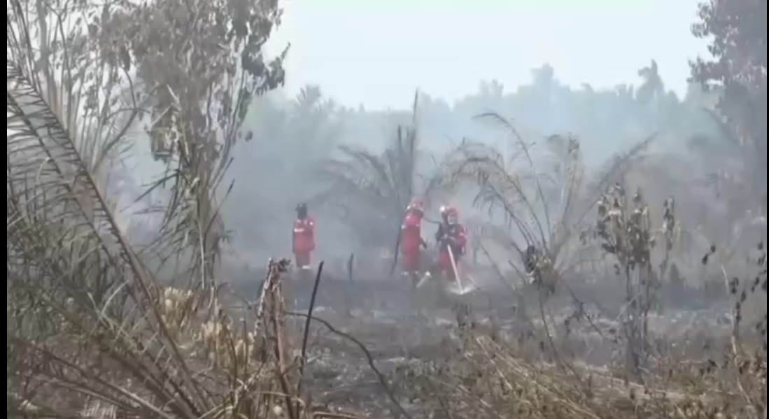 Lahan Gambut Diduga Terbakar Akibat Puntung Rokok, Menhut Raja Juli Tinjau Lokasi