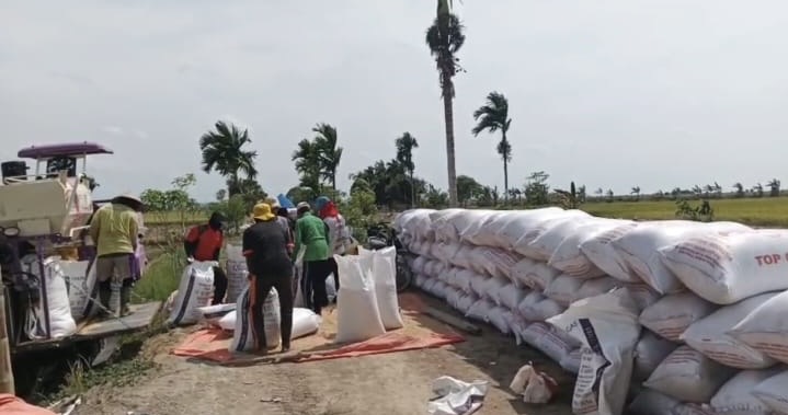 Bulog Kuala Tungkal Serap Gabah Petani Hingga 1.984 Ton