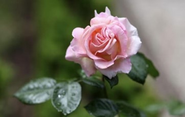 Bunga Mawar, Indah dan Kaya Akan Manfaat Bagi Kesehatan