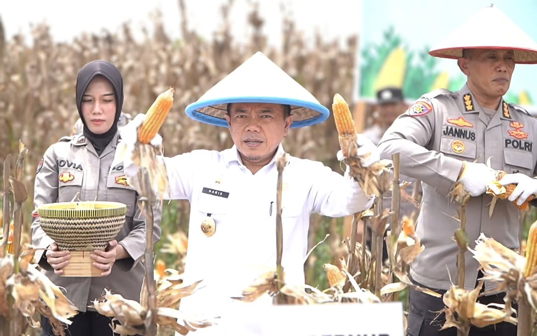 Gubernur Al Haris Panen Raya Jagung Serentak di Tanjab Timur