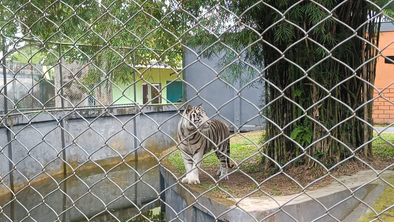 Aden Jelatang dan Mara Pijoan Resmi Menghuni Taman Rimba Jambi