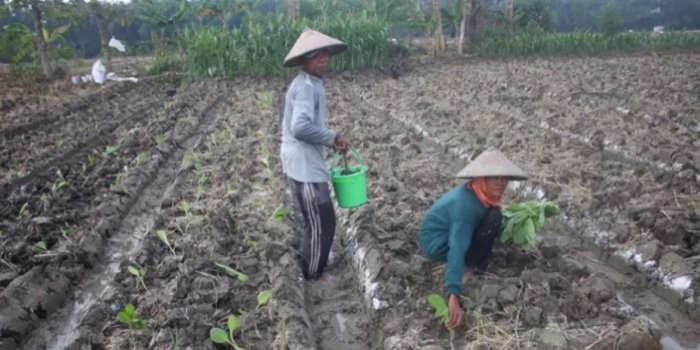 Petani Merugi Akibat Hujan Deras yang Berkepanjangan 