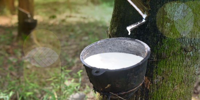 Getah Karet, Lebih dari Sekadar Bahan Baku Ban