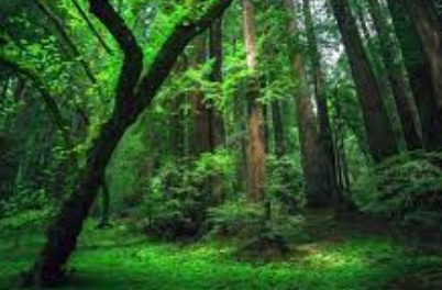 Bagaimana Hutan Menghasilkan Oksigen, Peran Penting dalam Kehidupan di Bumi