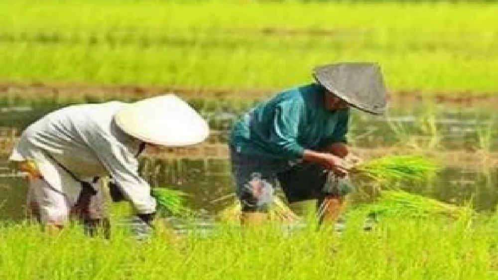 10 Cara Meningkatkan Produksi Pangan