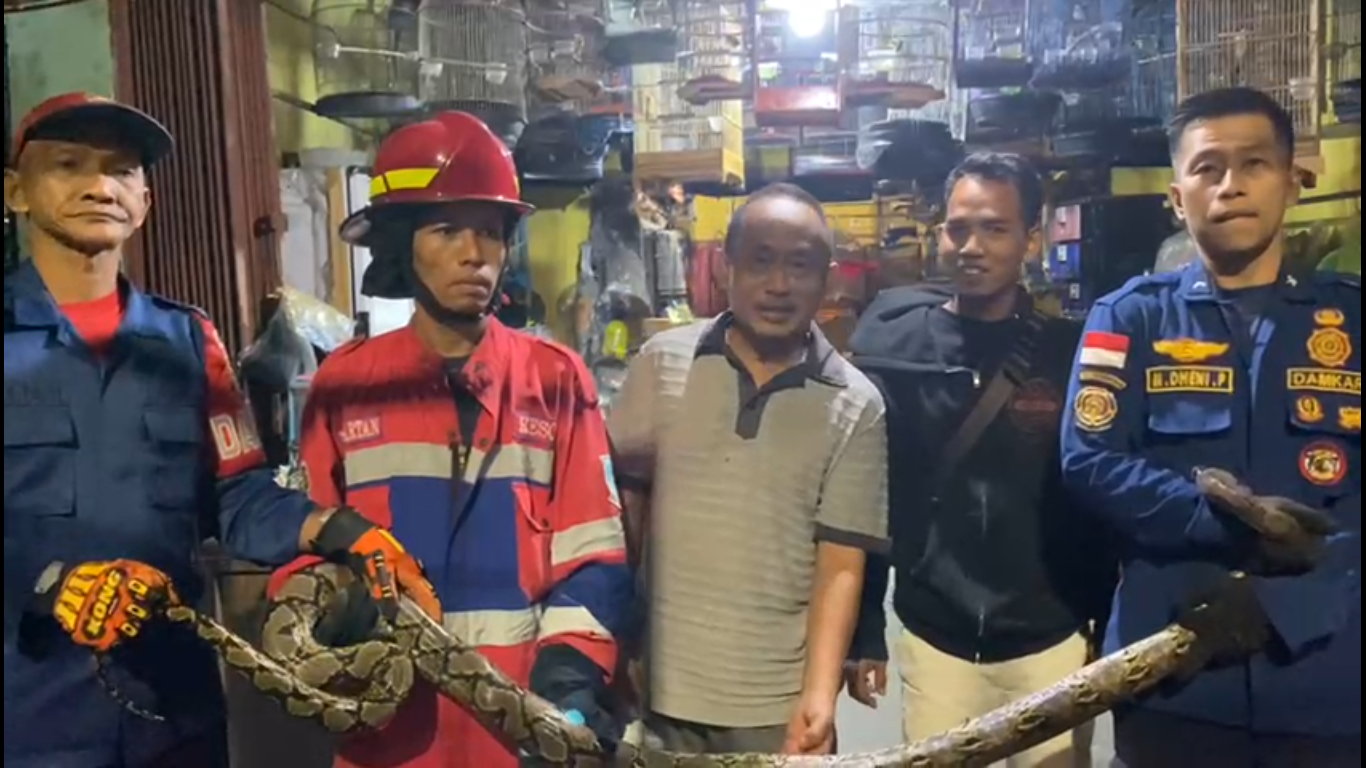 Damkar Evakuasi Ular Sanca Lapar Masuk Toko Burung
