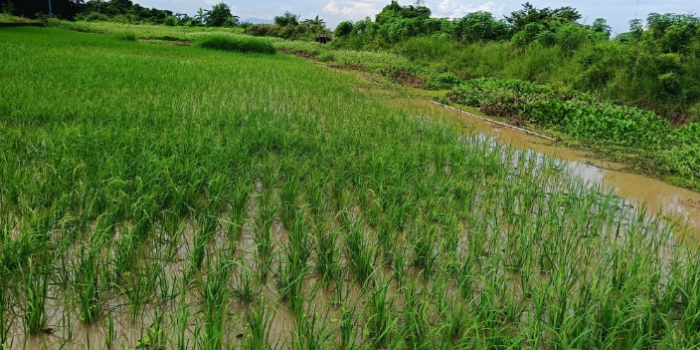 Petani Merugi: Sawah Terendam, Panen Gagal akibat curah hujan tinggi 