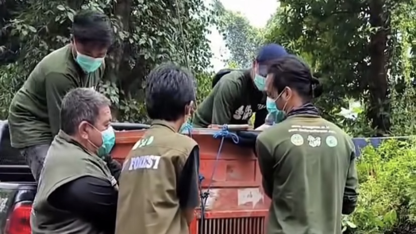 Orangutan yang Sempat Berkeliaran di Jalan Houling Kutai Timur Akhirnya Diselamatkan