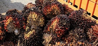 Indonesia Siap Alihkan Ekspor Minyak Kelapa Sawit dari Eropa ke Afrika Selatan