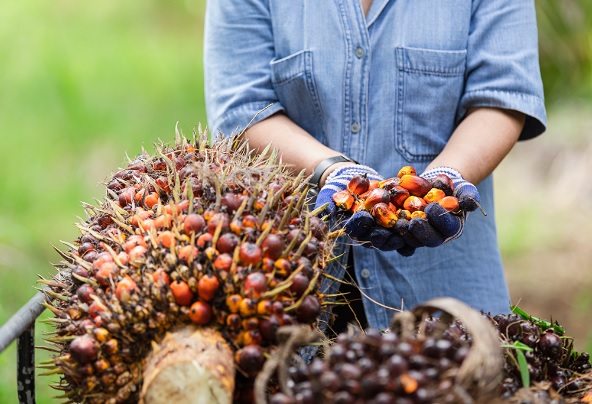 Mendekati Lebaran Idul Fitri 2023, Harga TBS Kepala Sawit Naik Per kilogramnya