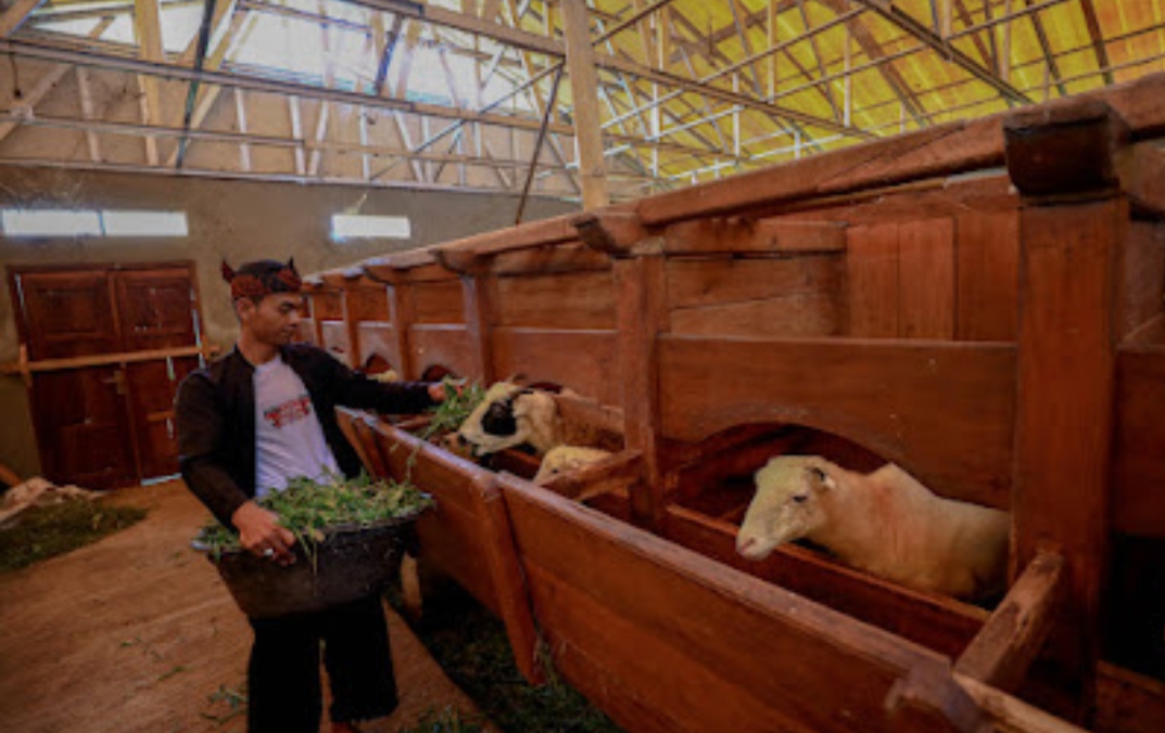Idul Adha Jadi Momentum, BRI Peduli Tingkatkan Produktivitas Peternak Domba di Desa BRILiaN Sukalaksana Garut