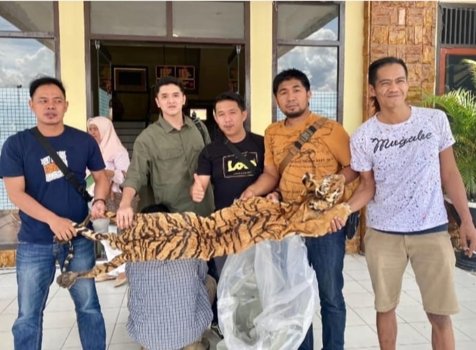 Kulit Harimau Sumatera Sepanjang 2 Meter Hendak Dijual di Kerinci Jambi