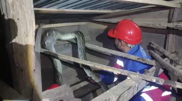 Damkar Evakuasi Ular Sanca Sepanjang 3,5 Meter di Permukiman Warga