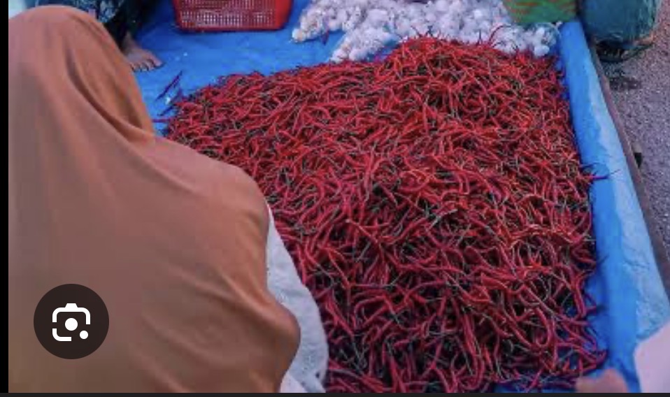 Harga Cabai Merah di Kuala Tungkal Tembus 40–45 Ribu Rupiah per Kilo