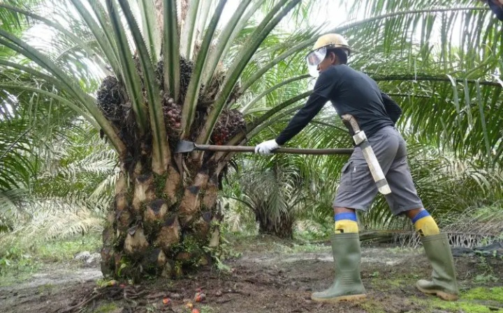 Akibat Konflik Lahan Desa Betung, Penyidik Bakal Kembali Panggil 11 Orang Dari Tim 12